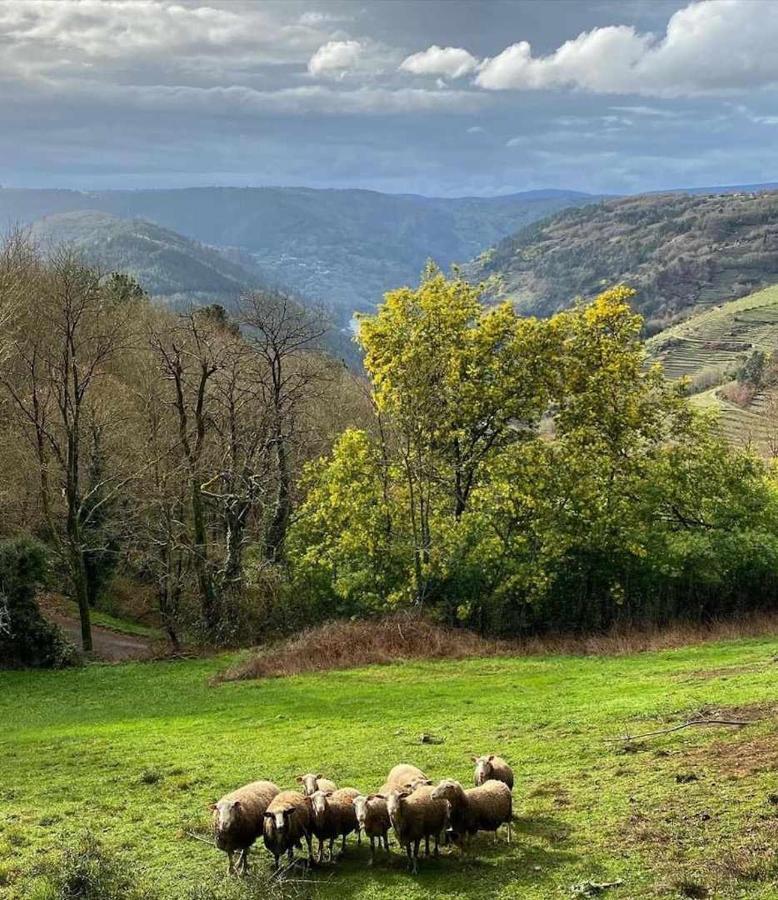 Casa Das Xacias Ribeira Sacra A Airoa  Екстер'єр фото